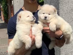 Whatsapp me (+372 5817 6491) Chow Chow Puppies 0