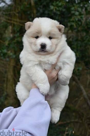 Whatsapp me (+372 5817 6491) Chow Chow Puppies 1