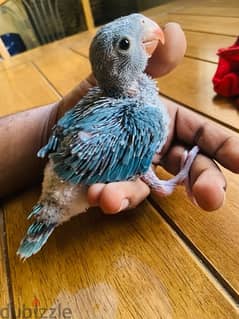 Baby Ring neck parrot for sale