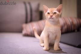 Whatsapp me +96555207281 Good European Burmese kittens for sale 0
