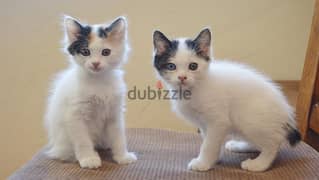 Whatsapp me +96555207281 Japanese Bobtail  cat 0