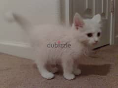 Whatsapp me +96555207281 Adorable Turkish Angora kittens