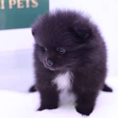 Mini Pomerenian Puppy