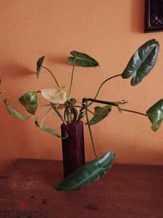 philodendron plant in flower vase