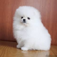 Whatsapp me +96555207281 White pomeranian puppies