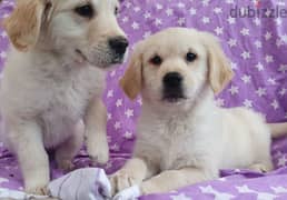 Whatsapp me +96555207281 Friendly Golden Retriever puppies for sale