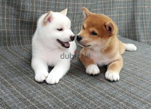 Whatsapp me +96555207281 Shiba Inu puppies for sale 1