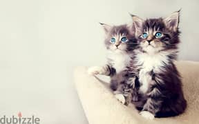 Whatsapp me +96555207281 American Bobtail kittens for sale 0