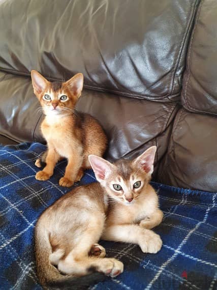 whatsapp me +96555207281 Vaccinated Abyssinian kittens for sale 1
