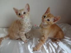 Whatsapp me +96555207281 Healthy LaPerm kittens for sale