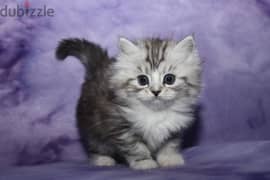 Whatsapp me +96555207281 Pure Ragamuffin kittens for sale