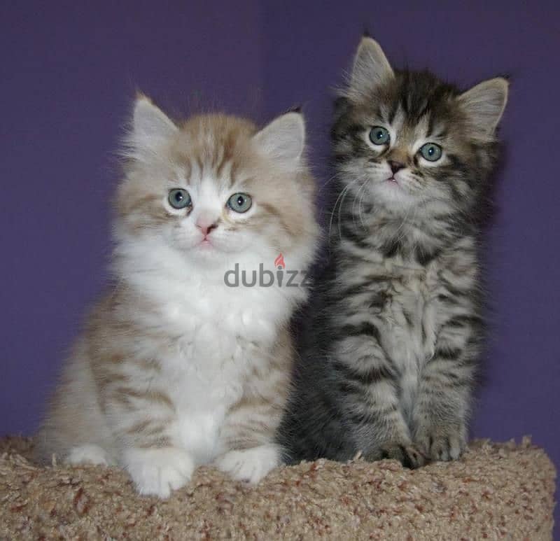 Whatsapp me +96555207281 Pure Ragamuffin kittens for sale 1