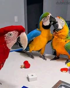 WhatsApp me (+972 55 507 2696 ) Macaw Parrots  adoption