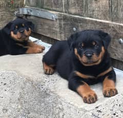 Whatsapp me +96555207281 Rottweiler puppies for sale 0
