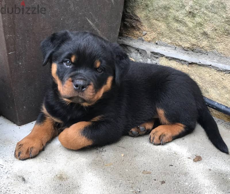 Whatsapp me +96555207281 Rottweiler puppies for sale 1