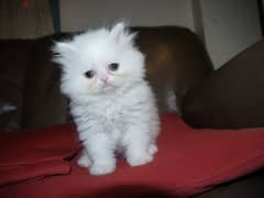 Whatsapp me +96555207281 Cute persian kittens for sale