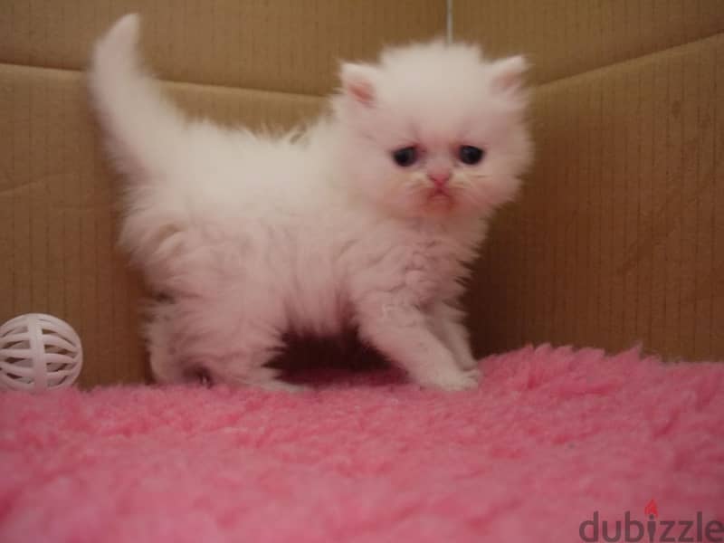 Whatsapp me +96555207281 Cute persian kittens for sale 1