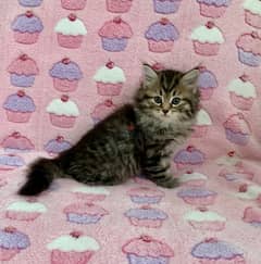 Whatsapp me +96555207281 Male and Female Siberian kittens for sale