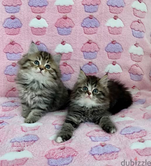 Whatsapp me +96555207281 Male and Female Siberian kittens for sale 1