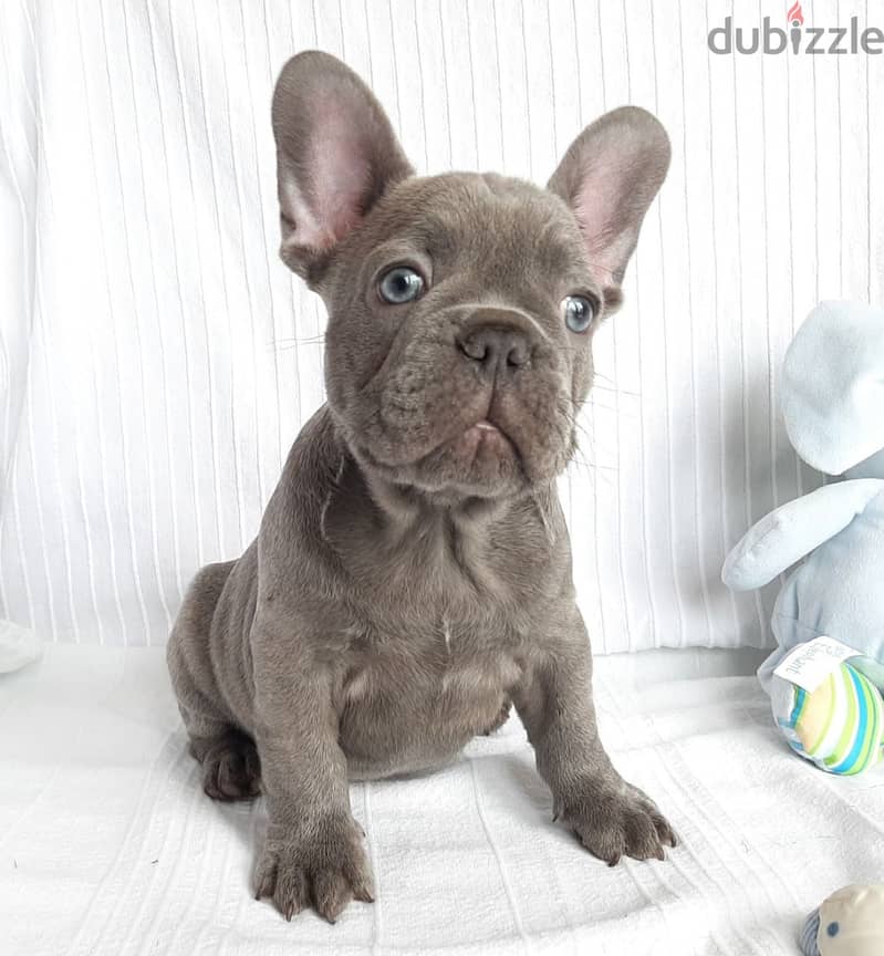 Whatsapp me +96555207281 French Bulldog puppies for sale 1