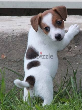 Whatsapp me +96555207281 Jack Russell puppies for sale 1