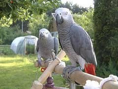 Whatsapp me +96555207281 African grey parrots for sale 0