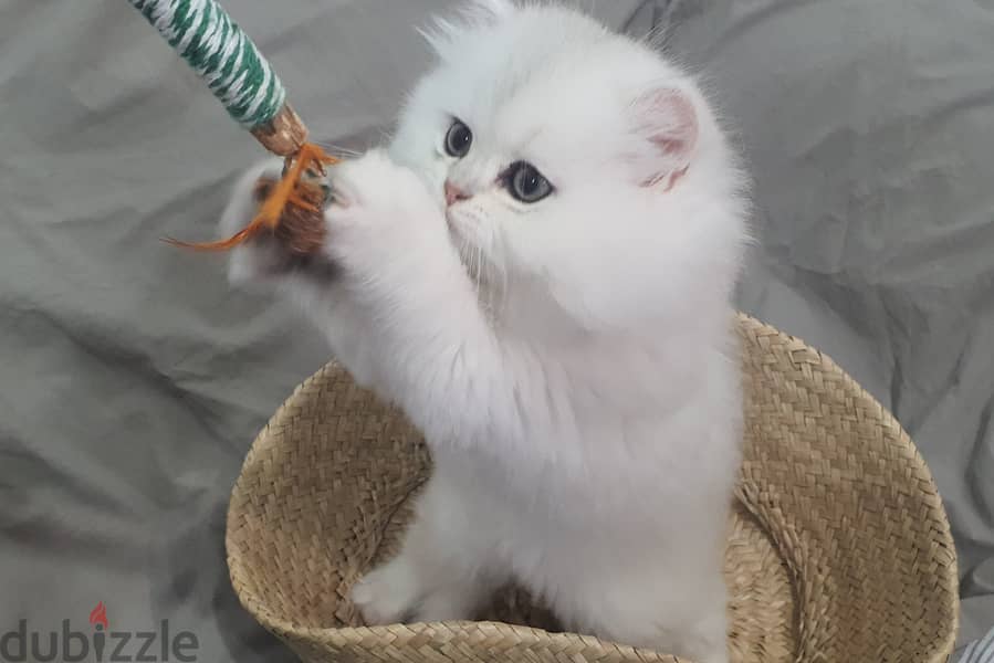 Kitten cat chinchilla 1