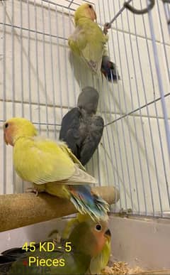 For Sale Small Cute Birds