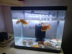 Aquarium with 4 Golden Fish for Sale 0