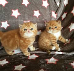 Whatsapp me +96555207281  Vaccinated Exotic shorthair kittens for sale 0