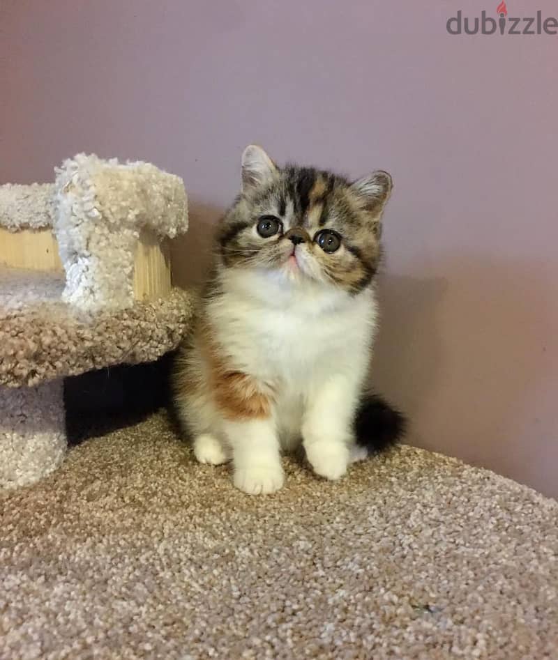 Whatsapp me +96555207281  Vaccinated Exotic shorthair kittens for sale 1
