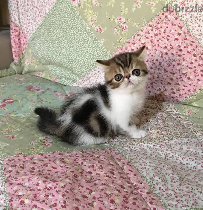 Whatsapp me +96555207281  Vaccinated Exotic shorthair kittens for sale 3