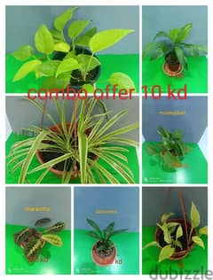 indoor plant available  ph 66330268 0