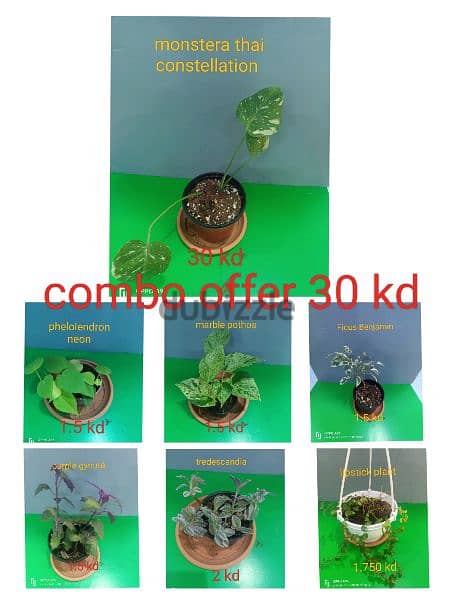 indoor plant available  ph 66330268 1