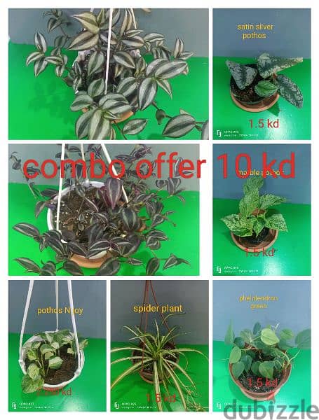 indoor plant available  ph 66330268 2
