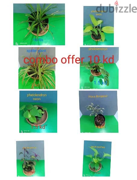 indoor plant available  ph 66330268 4