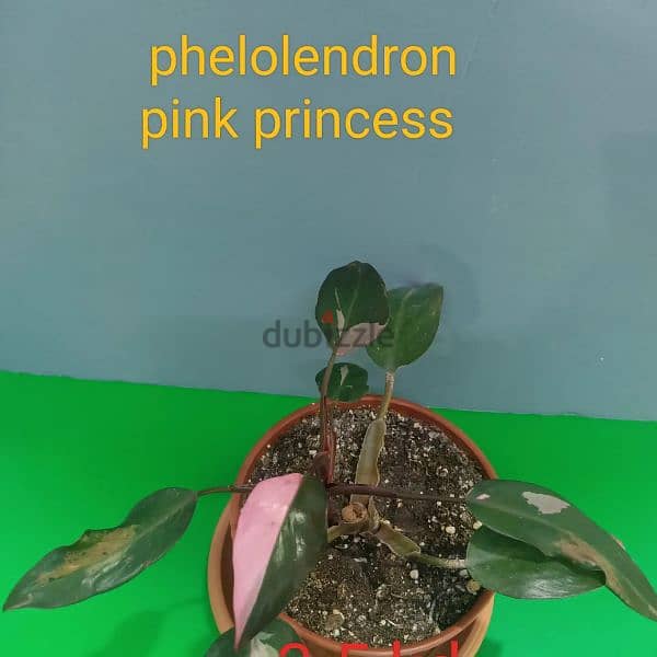 indoor plant available  ph 66330268 6