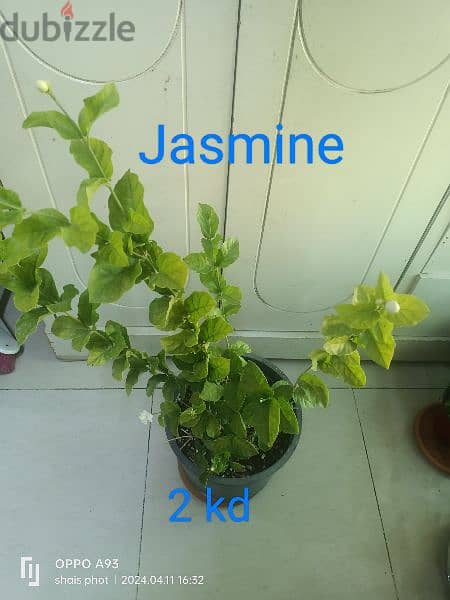 indoor plant available  ph 66330268 13
