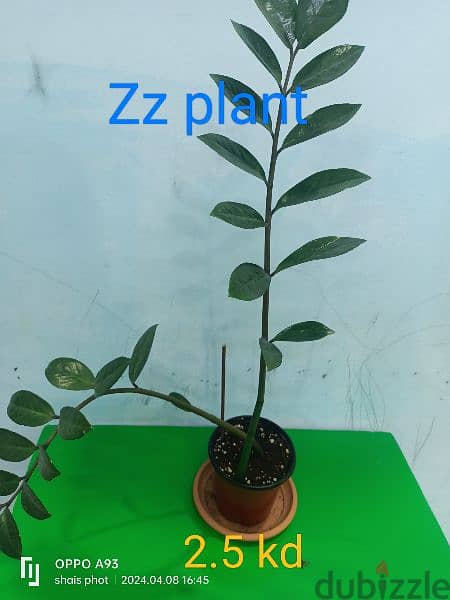 indoor plant available  ph 66330268 14