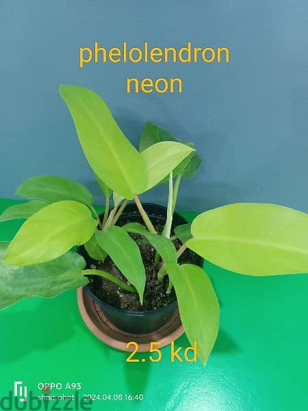 indoor plant available  ph 66330268 18