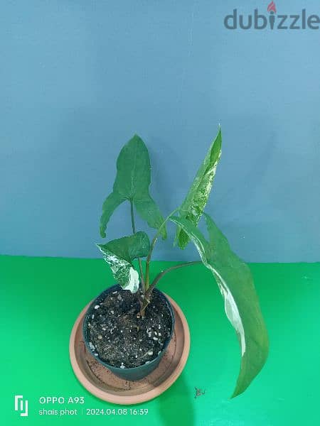 indoor plant available  ph 66330268 19
