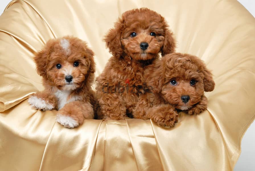 Whatsapp me +96555207281 Amazing Toy poodle puppies 0