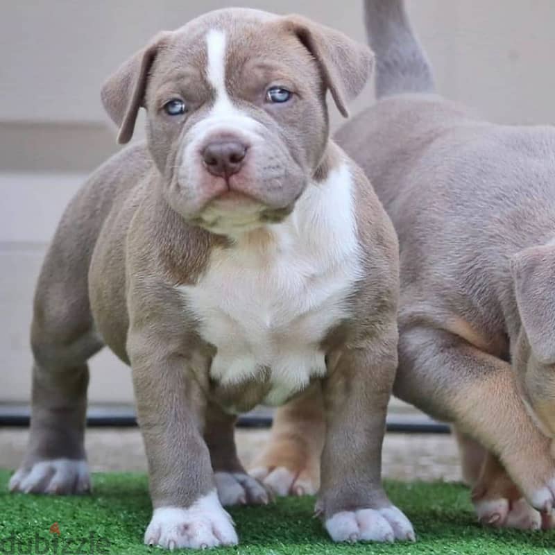 Whatsapp me +96555207281 Vaccinated American pittbull puppies for sale 2
