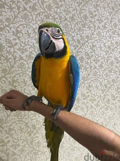 Whatsapp me +96555207281 Blue and Gold macae parrots 0