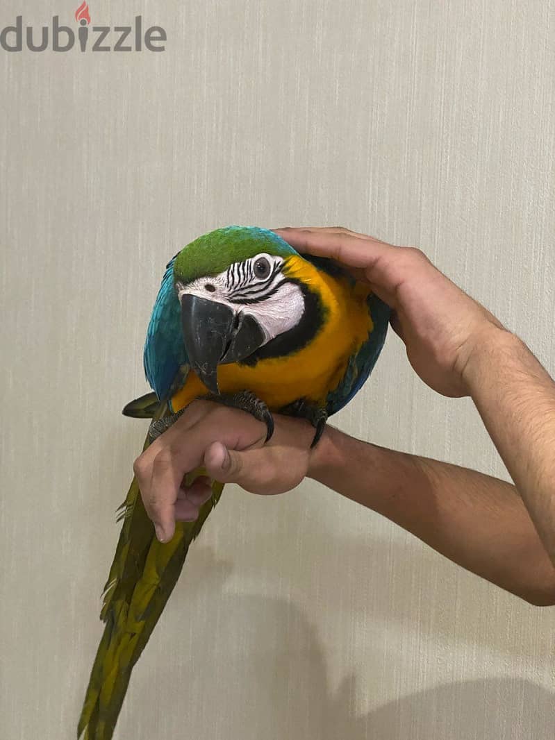 Whatsapp me +96555207281 Blue and Gold macae parrots 1