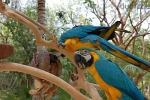 Whatsapp me +96555207281 Blue and Gold macae parrots 2