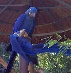 Whatsapp me +96555207281 Hyacinth macaw parrots for sale