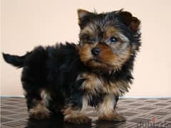 Whatsapp me at +96555207281 Yorkie puppies for sale