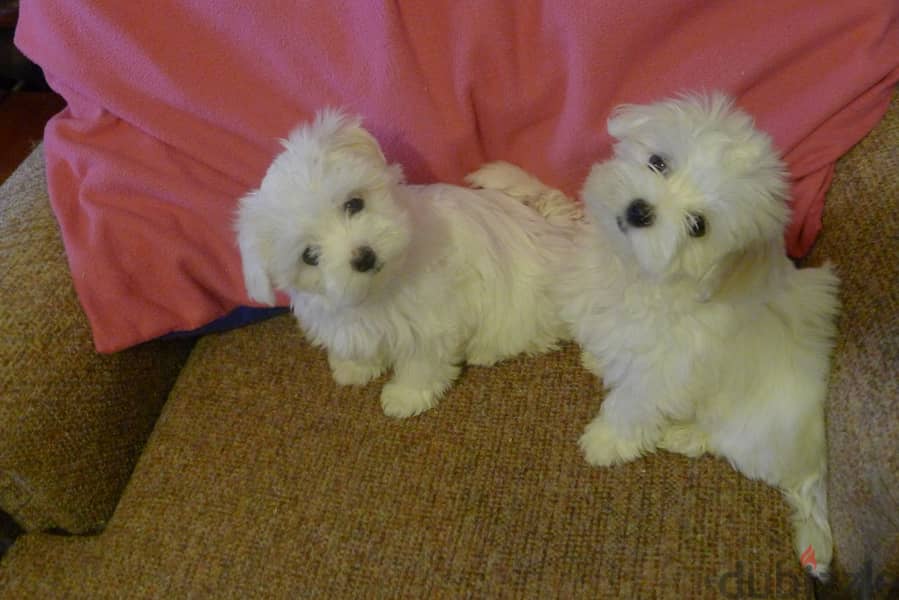 Whatsapp me at +96555207281 Maltese puppies male and female 1