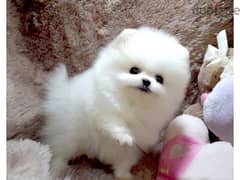 Whatsapp me +96555207281 Adorable Pomeranian puppies for sale 0
